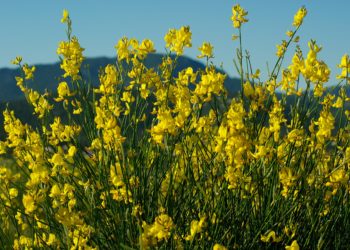 Genista (Sparium Junceum)