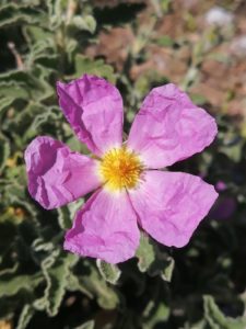 Saddled seabream (Oblada melanura) Red cistus (cistus incanus)