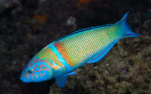 Ornated wrasse (Thalassoma pavo)