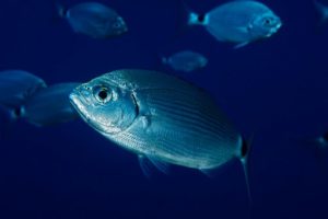 Saddled seabream (Oblada melanura)